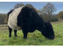Nancy - Belted Galloway